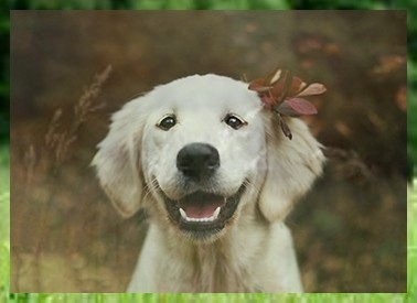 ڹϲ