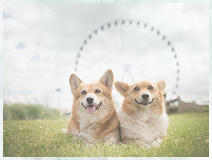 ѵűȮѵ