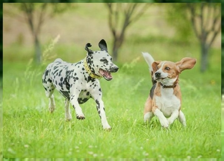 ڹϲ